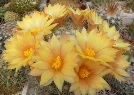 Dolichothele  Mammillaria  baumi Petrov