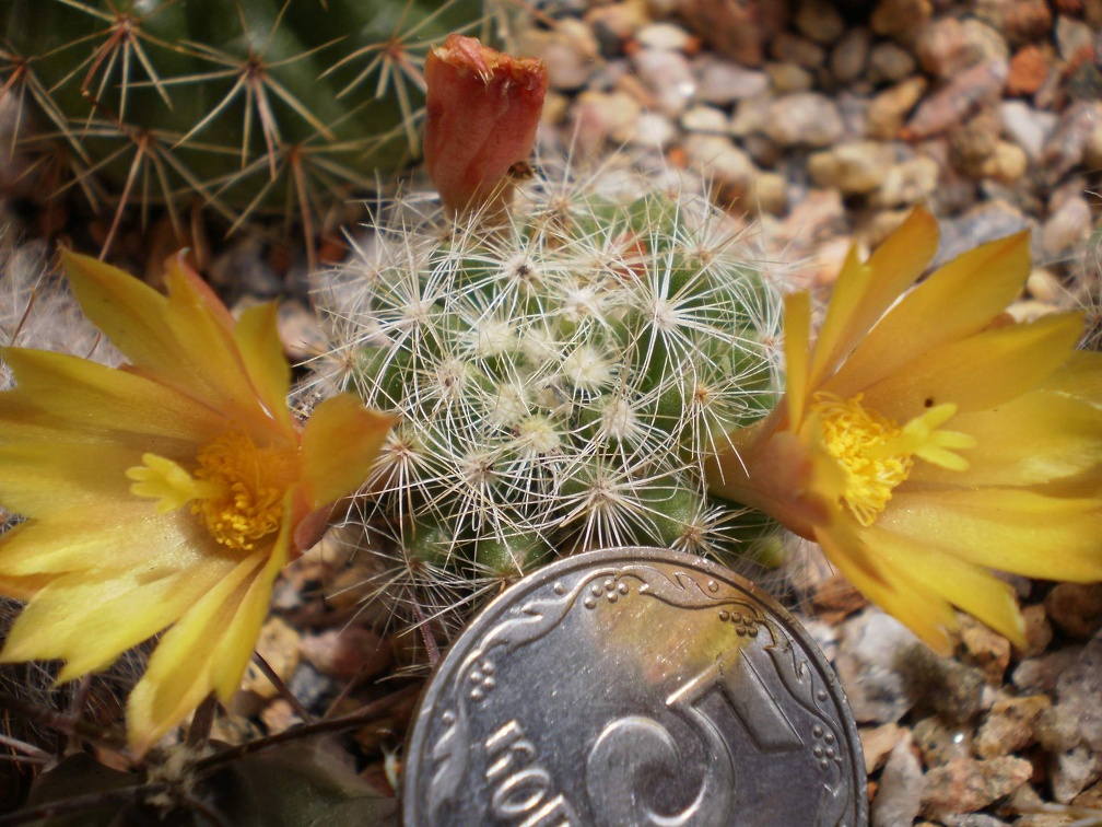 Dolichothele baumii Kovtun88