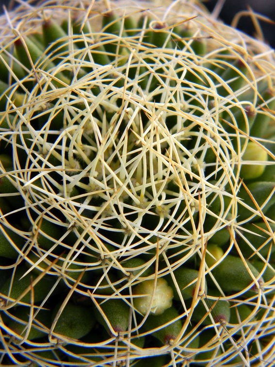 Dolichothele camptotricha Kovtun 88