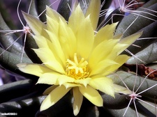 Dolichothele longimamma