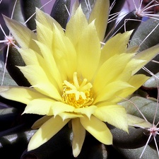 Dolichothele longimamma