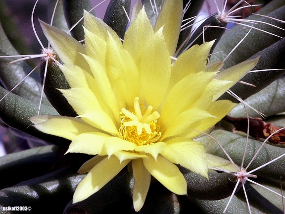 Dolichothele longimamma