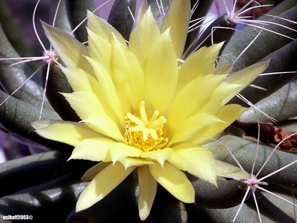 Dolichothele longimamma