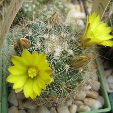 Ph Dolichothele sphaerica Galin