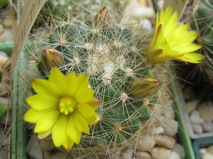 Ph Dolichothele sphaerica Galin