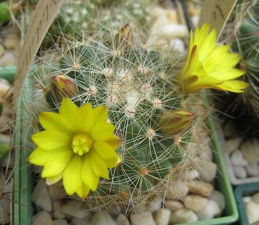 Ph Dolichothele sphaerica Galin