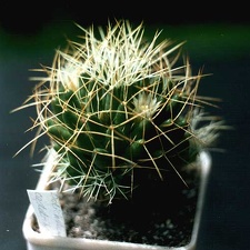 Dolichothele (Mammillaria) camptotricha