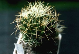 Dolichothele (Mammillaria) camptotricha