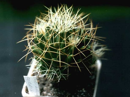 Dolichothele (Mammillaria) camptotricha