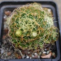 Dolichothele (Mammillaria) camptotricha cv.marnier-lapostollei