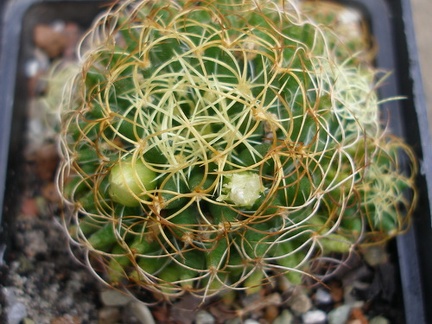 Dolichothele (Mammillaria) camptotricha cv.marnier-lapostollei