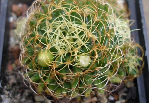 Dolichothele (Mammillaria) camptotricha cv.marnier-lapostollei (3462 відвідувань) Фото и растение Ивановой Елены (Киев)
Dolichothele (Mammillaria) camptotricha cv.marnier-lapostollei