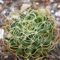 Dolichothele (Mammillaria) camptotricha cv.marnier-lapostollei