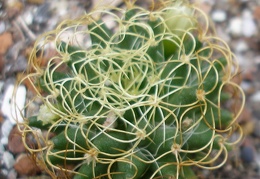 Dolichothele (Mammillaria) camptotricha cv.marnier-lapostollei