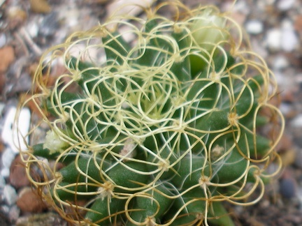 Dolichothele (Mammillaria) camptotricha cv.marnier-lapostollei