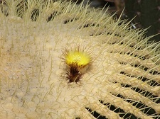 Echinocactus grusonii