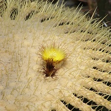 Echinocactus grusonii