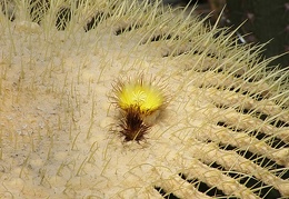 Echinocactus grusonii