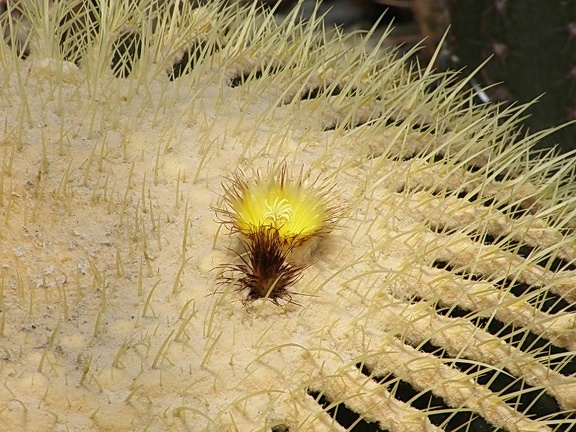Echinocactus grusonii