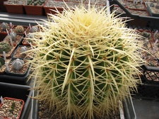 Echinocactus grusonii 001