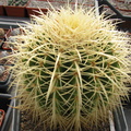 Echinocactus grusonii 001