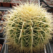 Echinocactus grusonii 001