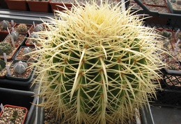 Echinocactus grusonii 001