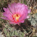 Echinocactus horizonthalonius Fomenko