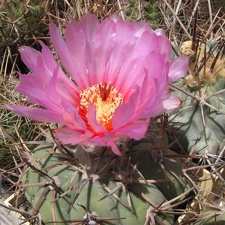 Echinocactus horizonthalonius Fomenko