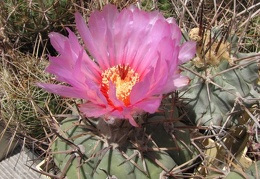 Echinocactus horizonthalonius Fomenko