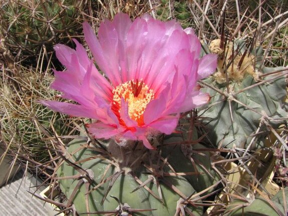 Echinocactus horizonthalonius Fomenko