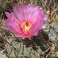 Echinocactus_horizonthalonius_Fomenko.jpg