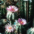 Echinocactus horizonthalonius