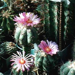 Echinocactus
