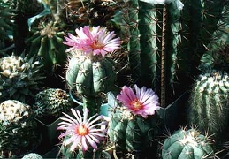 Echinocactus horizonthalonius