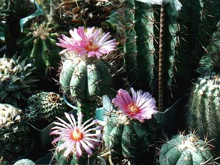 Echinocactus horizonthalonius