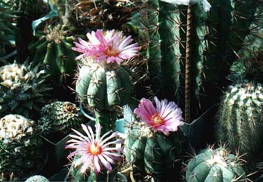 Echinocactus horizonthalonius (3263 відвідувань) Фото и растения Александра и Сергея Червинко (Винница) Echinocactus horizonthalonius