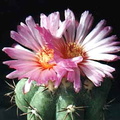 Echinocactus horizonthalonius