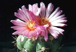 Echinocactus horizonthalonius