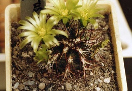 Echinocereus viridiflorus v. davisii