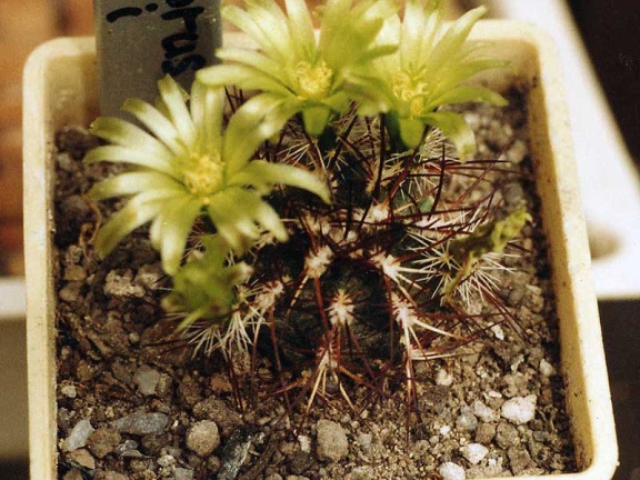Echinocereus viridiflorus v. davisii