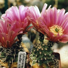 Echinocereus fendleri v. kuenzleri