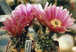 Echinocereus fendleri v. kuenzleri