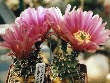 Echinocereus fendleri v. kuenzleri