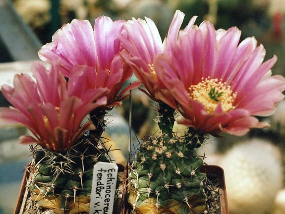 Echinocereus fendleri v. kuenzleri