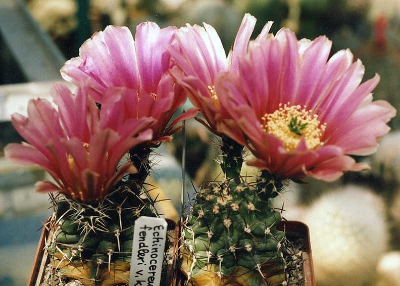 Echinocereus-fendlerii-v.jpg