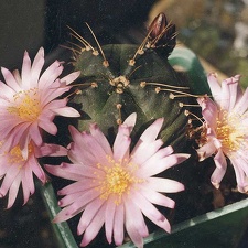Echinocereus knippelianus