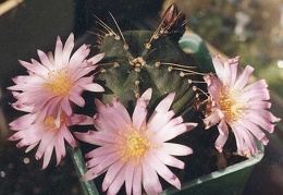 Echinocereus knippelianus