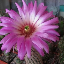 Echinocereus baileyi Rigum