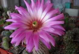 Echinocereus baileyi Rigum